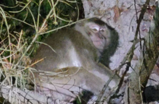 美国实验用猴逃跑，有人接触后出现类似新冠的症状