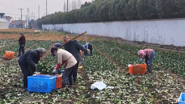 视频 | 让上海人吃上“放心菜” 金山菜农全力保障蔬菜供应