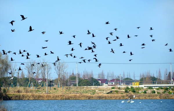 大批鸬鹚候鸟首次来沪越冬  青西郊野公园成了鸟的乐园