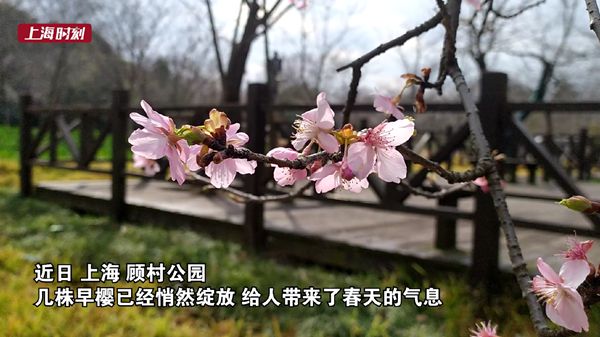 视频 | 顾村早樱悄然绽放 盛花期将在三月初