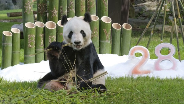 旅日大熊猫“永明”及双胞胎女儿飞抵成都