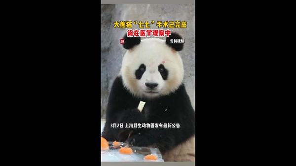 视频 | 大熊猫“七七”手术已完成 尚在医学观察中