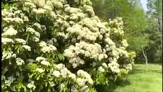 视频 | “臭”上热搜的石楠花你闻过吗？上海的石楠花也开了，专家这么说
