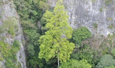 72.4米！广西发现中国岩溶地区最高树