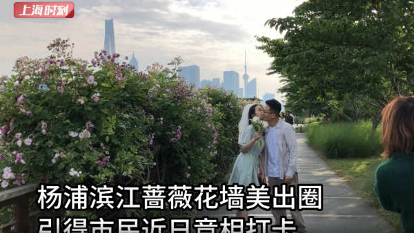 视频 | 杨浦滨江蔷薇墙美出圈，粉色瀑布倾泻而下
