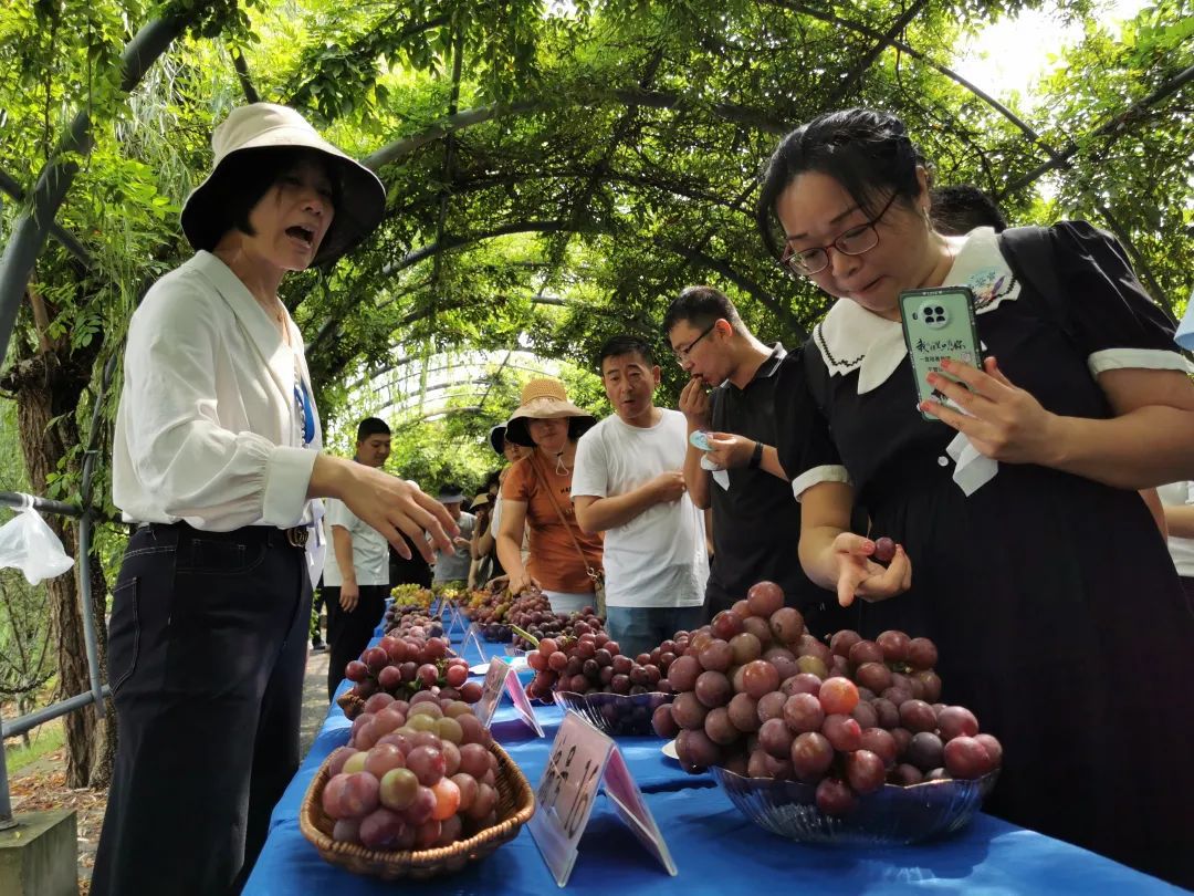 罗店镇首届葡萄品鉴会成功举行！30名“葡萄品鉴官”走马上任PG游戏 PG电子 APP(图3)