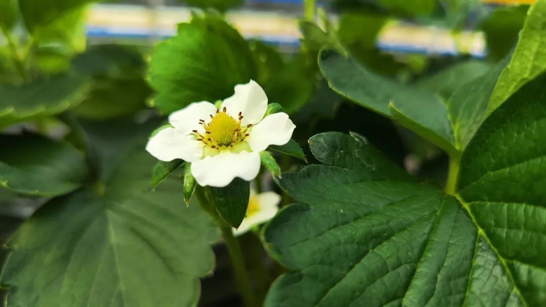 草莓花已开熊蜂授粉忙！青浦本地草莓有望下月中旬上市