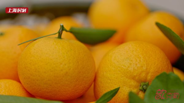 黄岩蜜橘熟了！百年橘树千年橘乡品味正当时 | 上海歆克勒