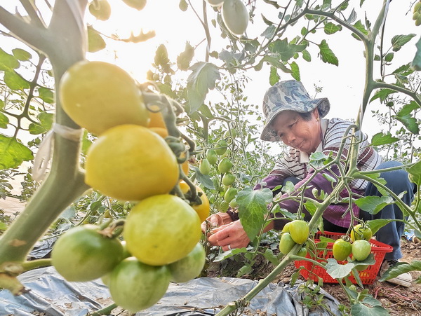沪郊地产冬季小番茄采摘上市