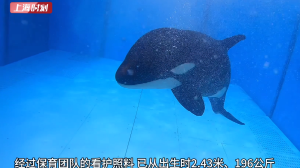 视频丨国内人工自主繁育第二头虎鲸出生满100天