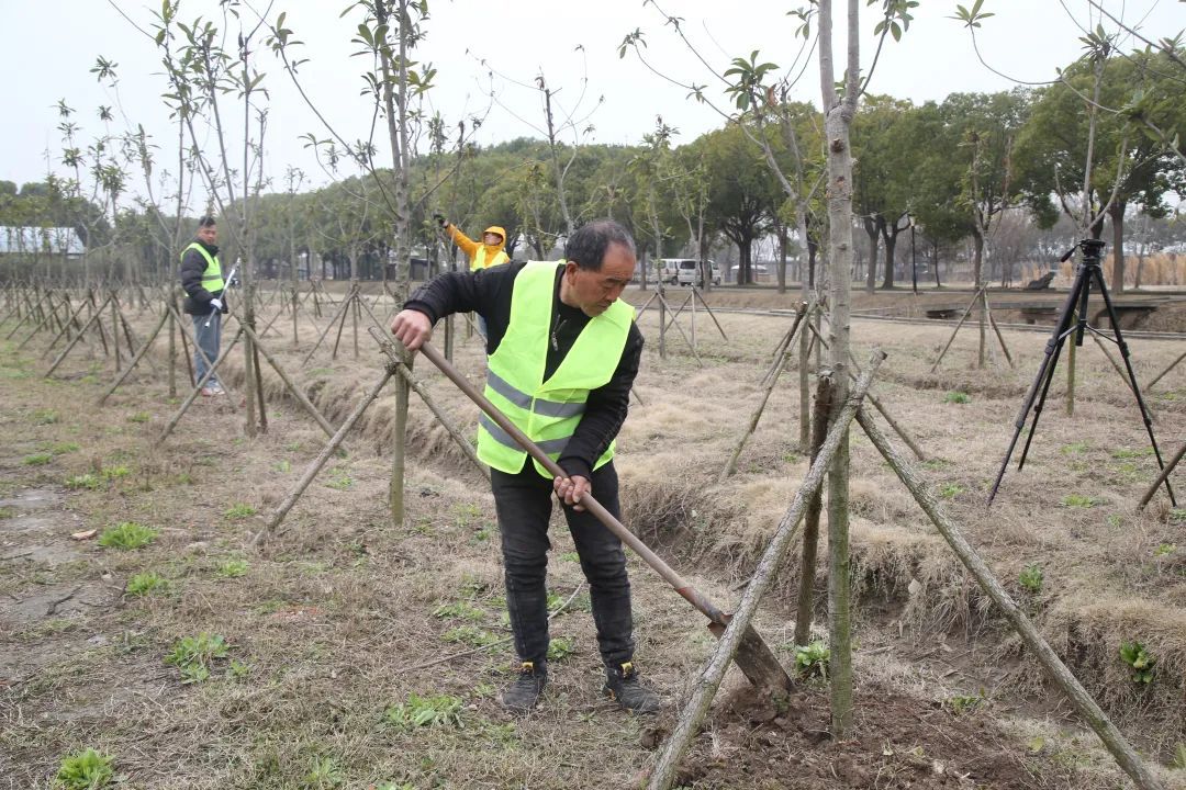 完美电竞绿色“嘉”园丨新植樱花碧桃、增设健身步道!嘉定开放休闲林地+1(图4)