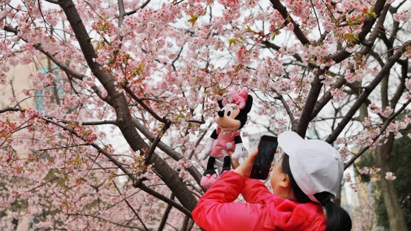 视频丨静安雕塑公园粉色樱花美如画