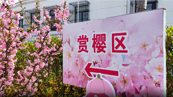视频 | 春花烂漫！顾村公园樱花进入最佳观赏期