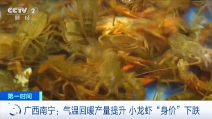 小龙虾便宜了！气温回暖产量提升 广西南宁小龙虾或降价至个位数