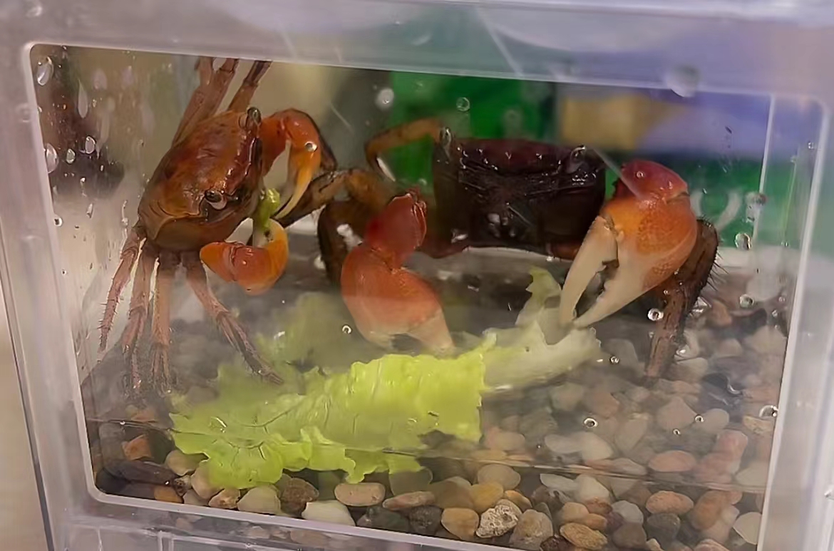 叮咚买来的螃蟹，以为是吃的，却成了饭搭子！很多上海人小辰光捉过