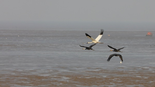 时隔四年再次现身 崇明东滩发现国家一级保护动物白鹤