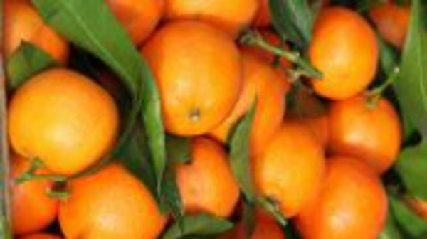 全球变暖令柑橘变味？