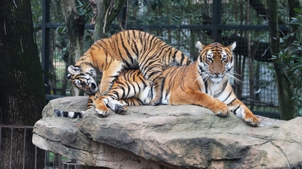 名字中有“虎”免费参观！上海动物园虎年生肖文化节来了