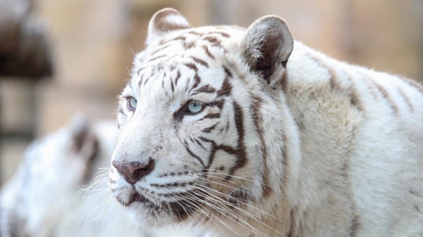 白虎是生了白化病吗？现存最大的是什么虎？新春去上海野生动物园找答案
