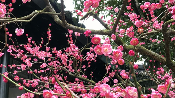 香雪海探梅，光福初春最惊艳的景致