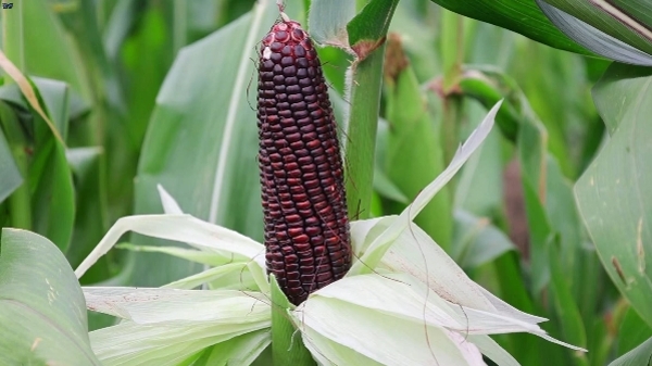 富含花青素的紫玉米见过吗？新品种“沪红糯一号”甜糯型玉米在金山试种成功