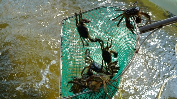 “六月黄”大量上市 今年品质如何？高温对大闸蟹有没有影响？