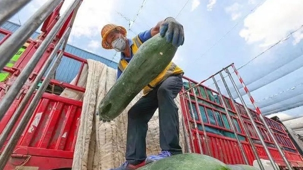 连日高温考验申城“菜篮子”供应，上海蔬菜集团：日均蔬菜成交量已达6000吨