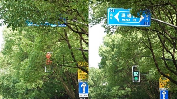 “树灯矛盾”求解！枝繁叶茂挡红绿灯路牌，难倒开车族