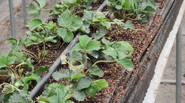 青浦白鹤草莓秧苗完成移栽，今夏连续高温影响不大