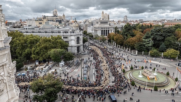 马德里街头“羊满为患” 重温百年游牧传统