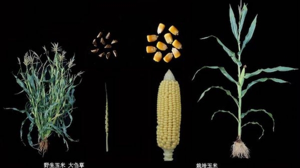 9000年驯化路丢失“好品质” 上海夫妻科学家帮玉米“找回”高蛋白，实现真正“牛奶玉米”