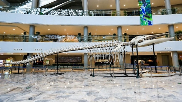 当24米长须鲸标本遇上元宇宙……上海自然博物馆与联想合作探索沉浸式观展新体验