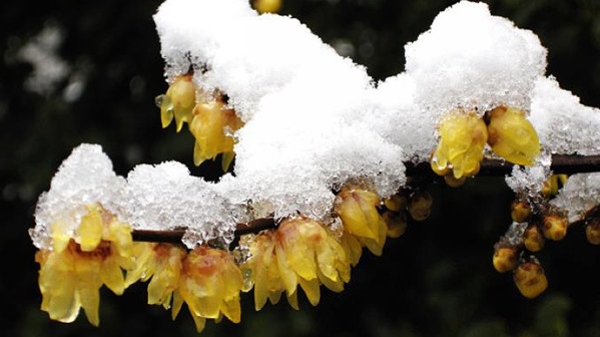 林紫：雪里已知春信至
