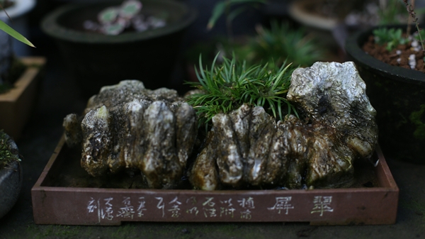 十日谈 | 菖蒲的妙处