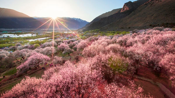 三月到林芝看桃花！西藏林芝在沪举办第二十届桃花旅游文化节推介会