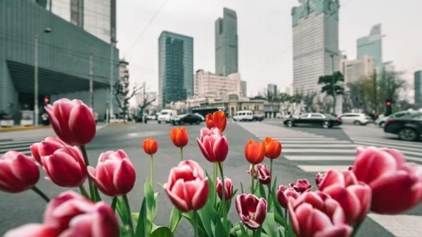 绽放静安·上海的第一眼春天到来，60万株郁金香嵌入街头巷尾