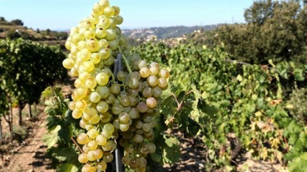 法国葡萄去年喜获丰收