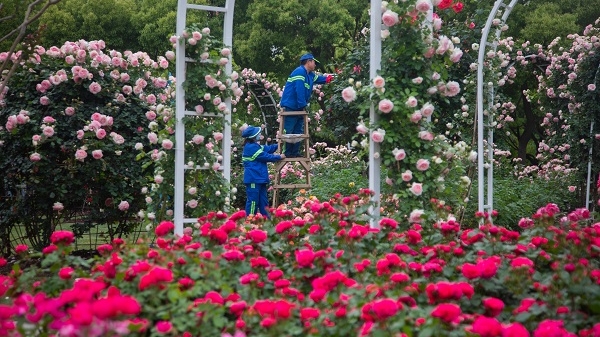 上海118条“花道”三成是月季 看园丁匠人如何伺候“药罐子”