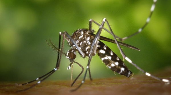 巴黎首次因虎蚊启动城市消杀 防潜在疾病传播