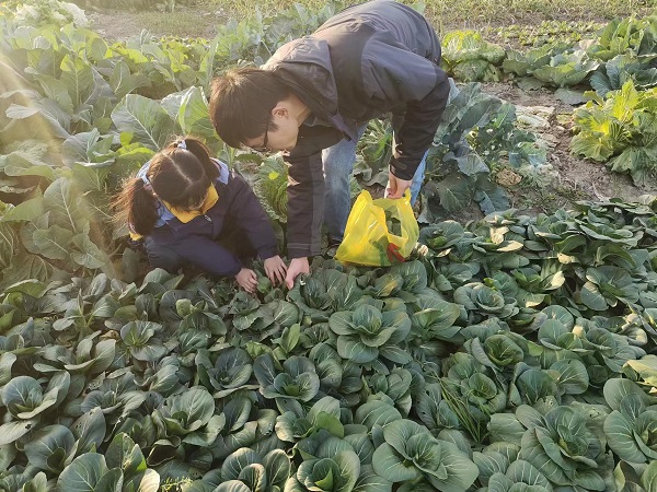 菜园里有完美电竞小幸福宝山罗泾镇共享志愿服务系列之共享菜园反
