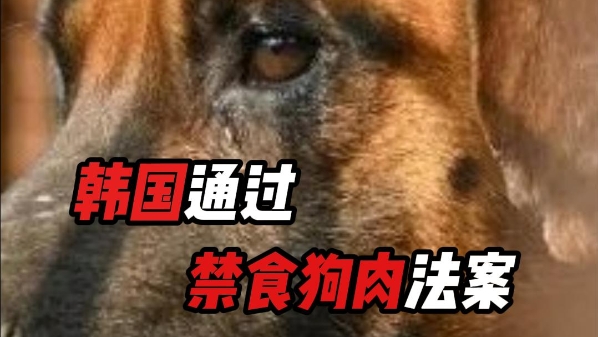 深视频丨韩国通过禁食狗肉法案