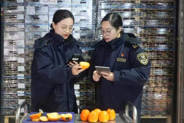 节日水果上新!全国首批新获准入西班牙柿子在沪顺利通关完美电竞(图2)