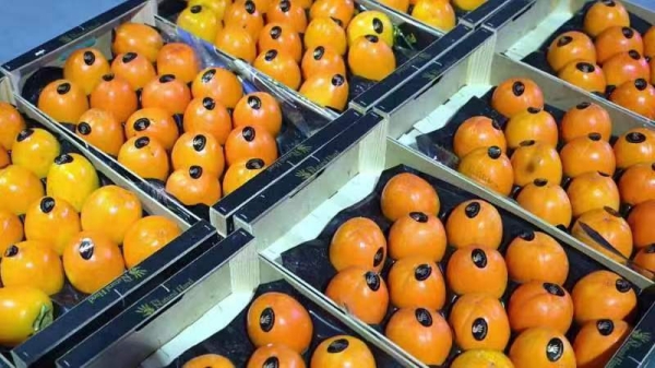 节日水果上新！全国首批新获准入西班牙柿子在沪顺利通关完美电竞