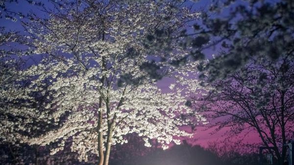 辰山植物园限时开放赏夜樱，还上线了“追花套票”