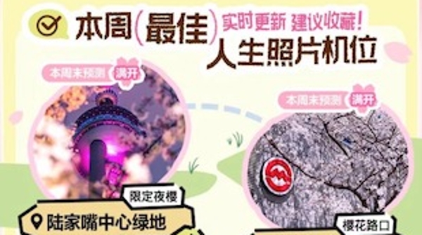 上海首份“赏樱攻略”来了！花开无声却述说着“气候密码”