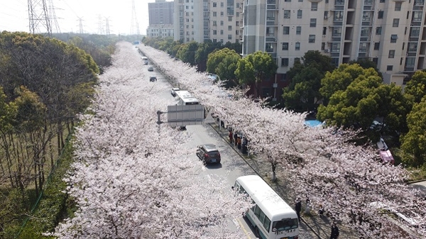 樱花烂漫正当时，浦东72路开出“樱花限定款”车
