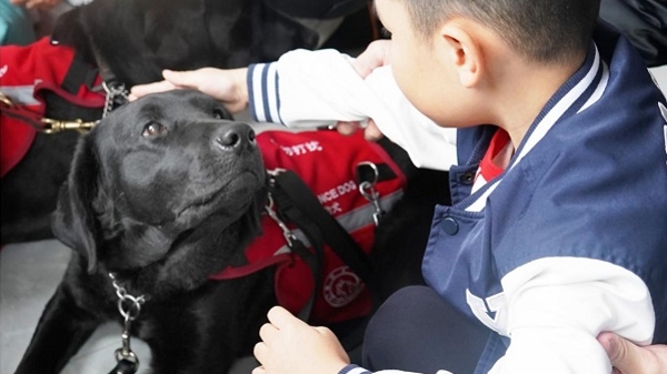 帮助孩子 治愈家庭 中国首批3只孤独症辅助犬“上岗”