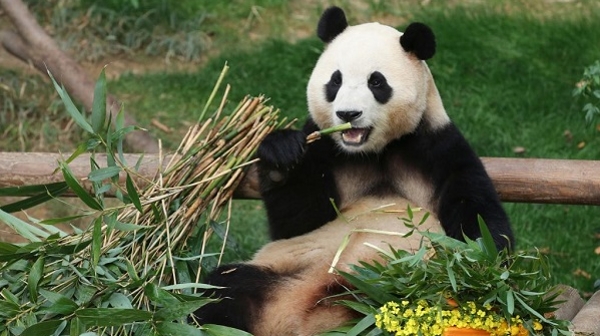 韩国民众惜别大熊猫“福宝”