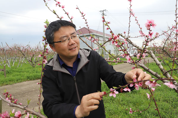 半岛(中国)体育·官方网站春风拂面桃花开 金山桃农孙希洲的“甜蜜事业”(图2)