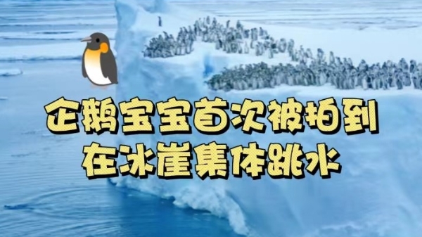 深视频 | 史上首次！企鹅宝宝被拍到在冰崖集体跳水